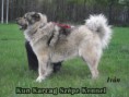 /album/kepgaleria-ivan/kun-karcag-sz-%c4%99pe-kennel-kuty-ii-%284%29-jpg/